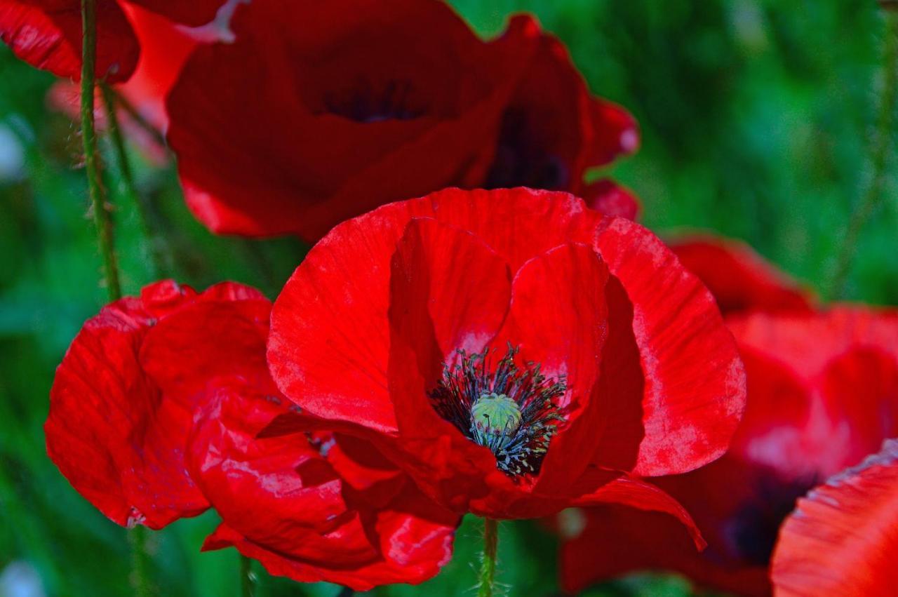 Poppy Flower Apartment Budapest Exteriör bild
