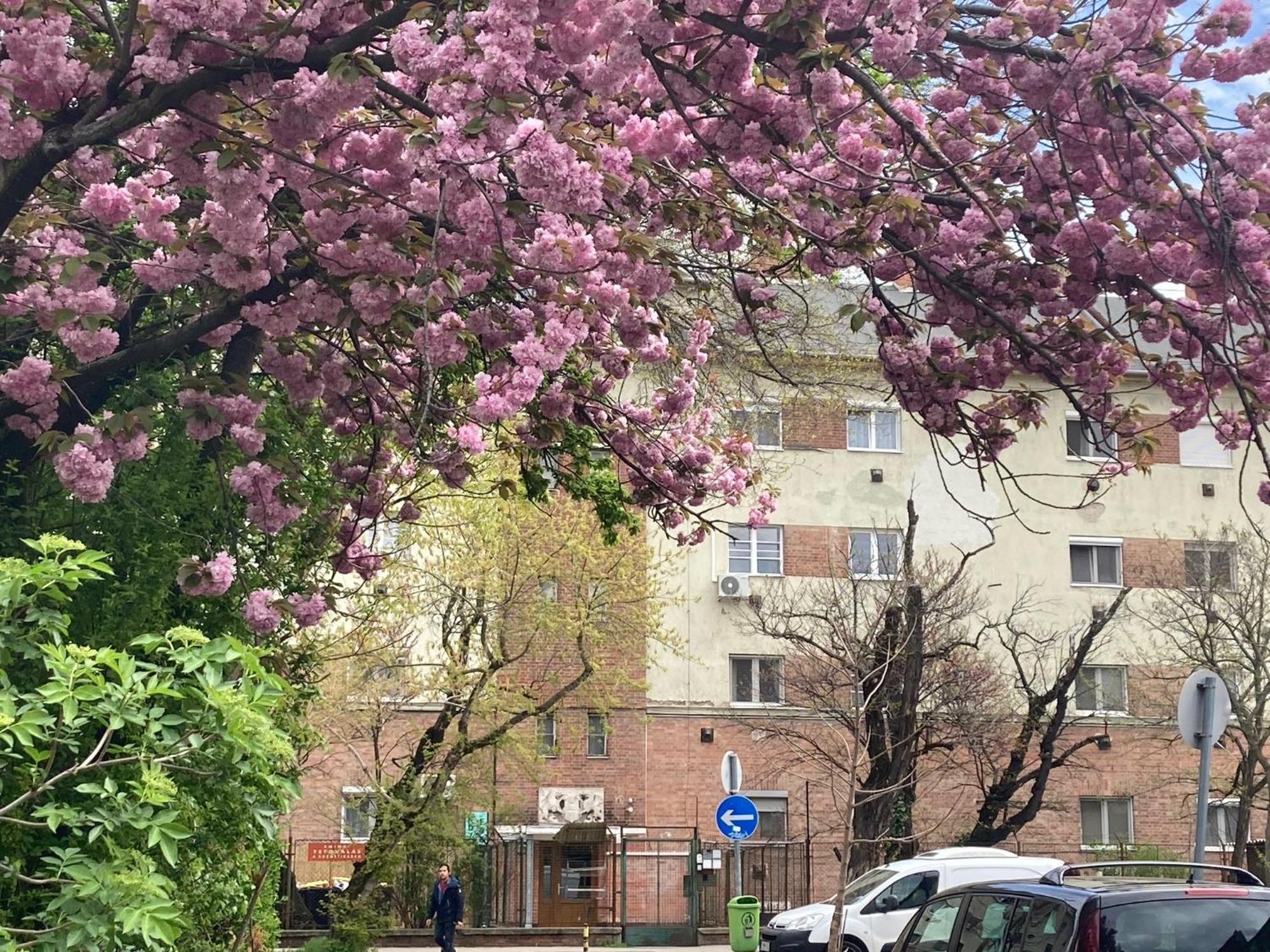 Poppy Flower Apartment Budapest Exteriör bild